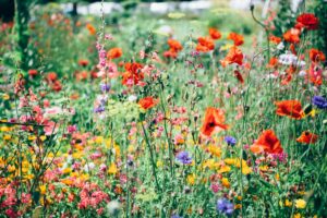 Biodiversitätsfreundliches Betriebsgelände mit heimischen Pflanzen, Grünfläche und entsiegeltem Boden.