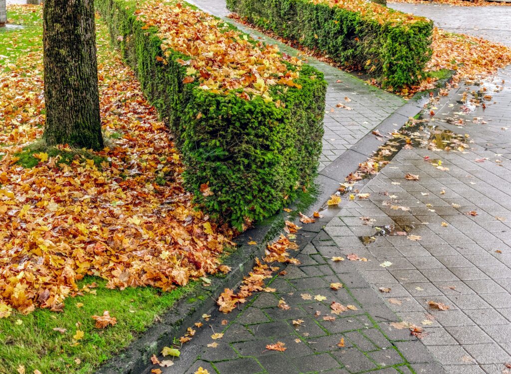 Gefallenes Herbstlaub liegt unter einer Hecke als natürliche Bodendecke