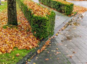 Gefallenes Herbstlaub liegt unter einer Hecke als natürliche Bodendecke